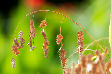 小判の様な実をぶら下げるチャスマンティウム