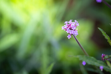 The background image of the colorful flowers