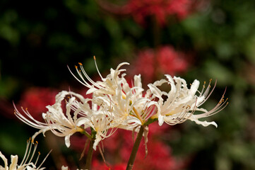 秋の田畑に咲く彼岸花