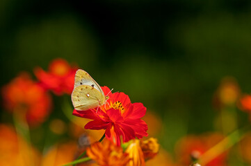 園芸品種として栽培されるキバナコスモス