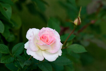 白地に赤の星型が入る愛らしい花が咲くマチルダ
