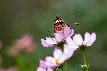 コスモスにとまるヒメアカタテハを攻撃する蜂