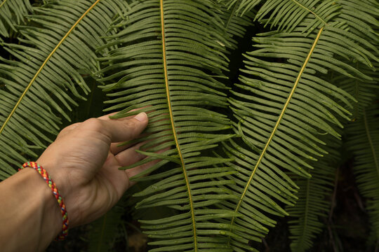 Cropped Hand Touching Plants