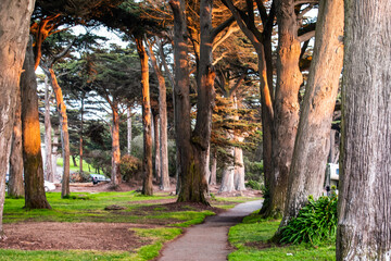 Golden Gate Park in San Francisco.
A walking path with a beautiful sunset