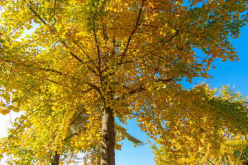 Fototapeta premium Late, autumn, scenery, of, Qingliangzhai, Scenic, Area, in, Wuhan, Hubei