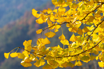 Late, autumn, scenery, of, Qingliangzhai, Scenic, Area, in, Wuhan, Hubei