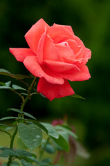 美しいバラの花