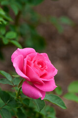 春から秋にかけてピンクの美しい花を咲かせるうららという名の薔薇の花