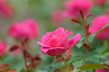 春から秋にかけてピンクの美しい花を咲かせるうららという名の薔薇の花