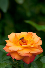 開花後に変色する愛と平和のシンボルのアンネのバラ