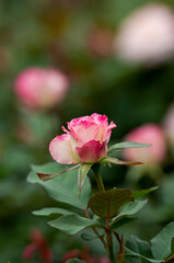 白地に赤の星型が入る愛らしい花が咲くマチルダ