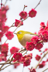 満開の紅梅の枝に止まって遠くを見ているメジロ