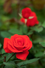 輝くような朱色のバラ