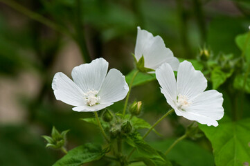 小さな可愛い白い花が咲くアノダ