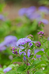 明るい青紫の花が咲くアゲラタム