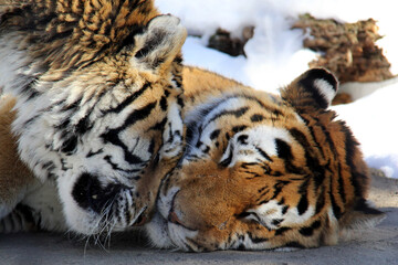 loving tiger in the snow