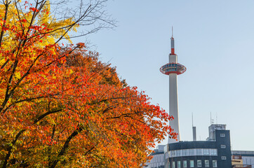 Fototapeta premium 京都タワーと紅葉