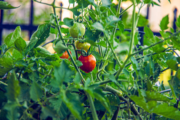 Single small red ripe cherry tomato in the middle of tomato bush with other green and yellow organic fruit surrounding it in garden