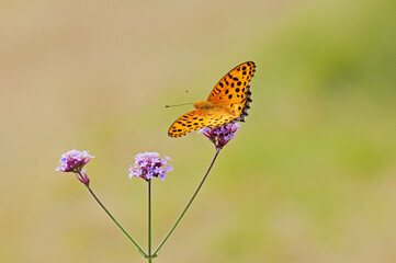 サンジャクバーベナに吸蜜に来たツマグロヒョウモン