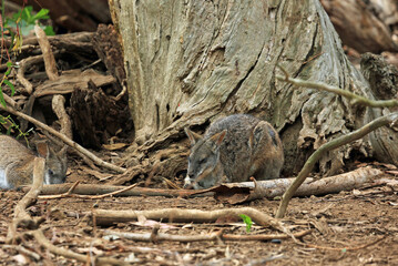 Parma Wallaby sleeping in the wood - Victoria, Australia