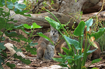 Parma Wallaby hiding in the forest - Victoria, Australia