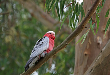 Galah - Victoria, Australia