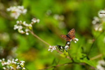 吸蜜にやってきたベニシジミ