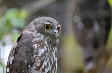 Barking owl - Victoria, Australia