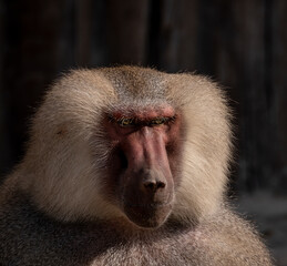 portrait of baboon