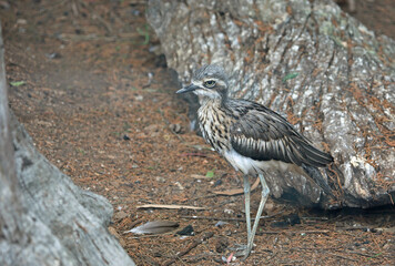 Australian bittern in left profile - Victoria, Australia