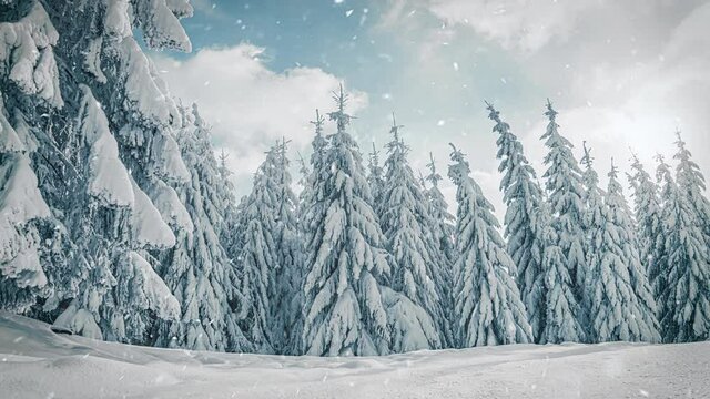 Falling snowflakes in frozen mountains landscape with fir trees. Christmas background with tall spruce trees covered with snow in forest. Snowing winter footage, 4K video, slow motion
