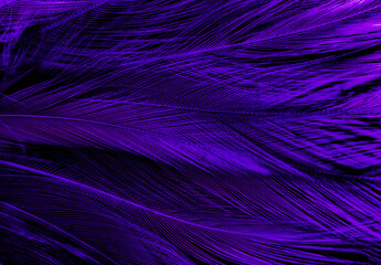 Beautiful abstract purple feathers on dark background, black feather texture on dark pattern and purple background, colorful feather wallpaper, love theme, valentines day