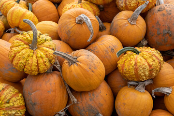 pile of pumpkins