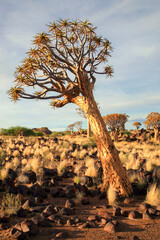 Quiver Tree Forest in Namibia