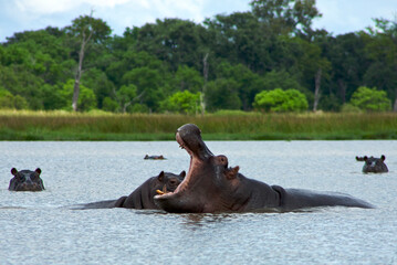 Hippos Rearing in the lake, Okavango Delta
