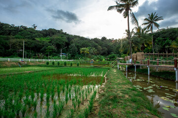 The blurred background view of the roadside inn and green rice fields, the beauty of nature during the trip.