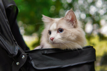 Cute ragdoll cat sit in baby carriage outdoor with green trees background, blue eyes cat look...