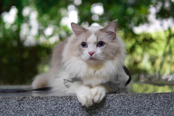 Long haired cute ragdoll cat sit in park with green trees background, blue eyes cat look around                   