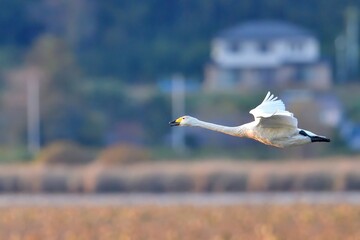 夕日を浴びながら枯れたハスの上を飛ぶハクチョウ