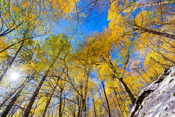 View on yellow autumn trees with blue sky