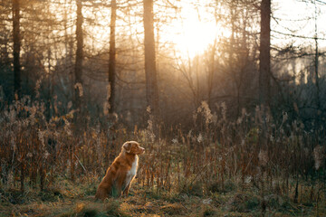 dog in the autumn forest. Nova Scotia Duck Tolling Retriever for a walk on nature at fall