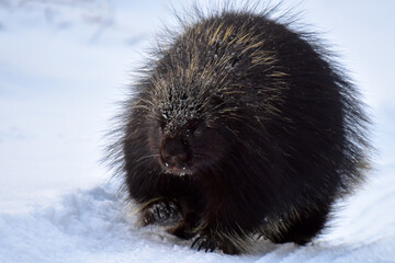 Porcupine wandering through snowy Alaska landscape