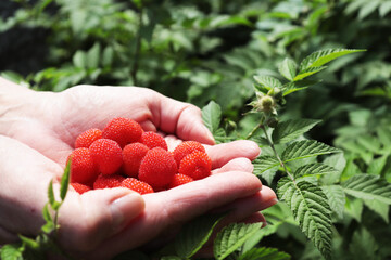 strawberry, raspberry, fruit, tropical, red, sweets, juices, delicious, green, plant, flavor, brazil 