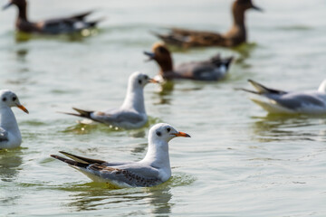 A white seagull swimming on the water in Shenzhen Bay, China