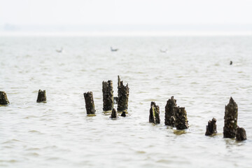 Rotten woods in the water in Shenzhen Bay, Guangdong, China.