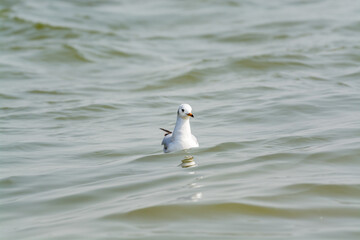 A white seagull swimming on the water in Shenzhen Bay, China
