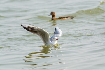 A white seagull swimming on the water in Shenzhen Bay, China