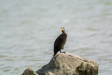 Great Cormorant, (Phalacrocorax carbo), standing on a stone in the sea in the city of Shenzhen, China