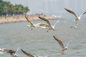 White seagulls flying over the water in Shenzhen Bay, Guangdong, China