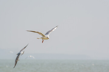 Fototapeta na wymiar White seagulls flying over the water in Shenzhen Bay, Guangdong, China